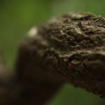 Ayahuasca War Veterans