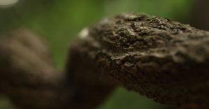 Ayahuasca War Veterans