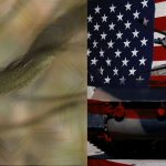 ayahuasca veterans