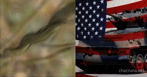 ayahuasca veterans
