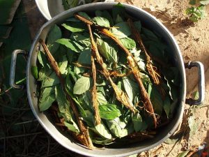 cooking ayahuasca