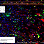 ayahuasca neurogenesis