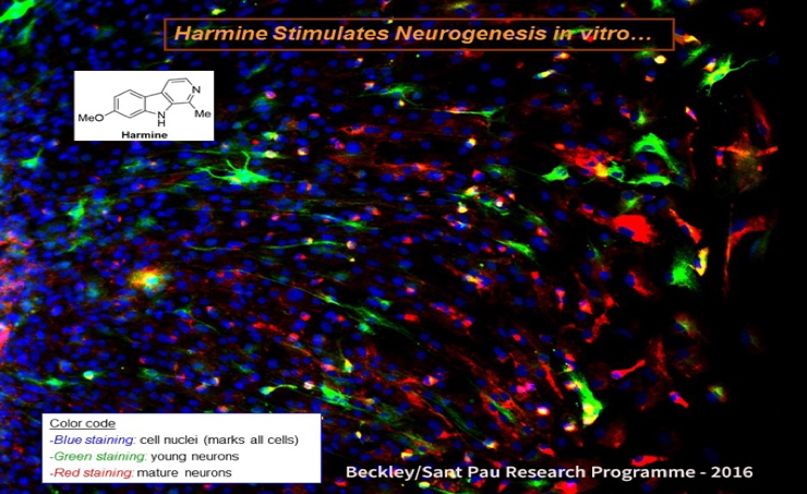ayahuasca neurogenesis