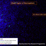 ayahuasca neurogenesis