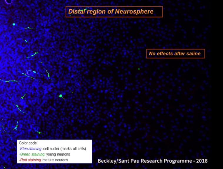 ayahuasca neurogenesis
