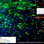 ayahuasca neurogenesis