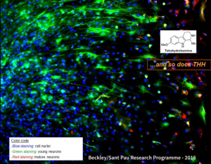 ayahuasca neurogenesis