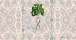 Psychedelic ayahuasca DNA