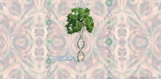 A Story of Visionary Ayahuasca Healing, DNA and Epigenetics Psychedelic ayahuasca DNA