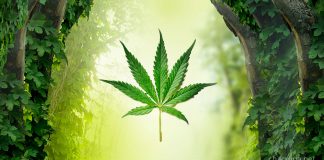 How Cannabis and Other “Drugs” Can be Gateways to a Better Life Cannabis treatment