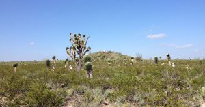 Harversting Peyote