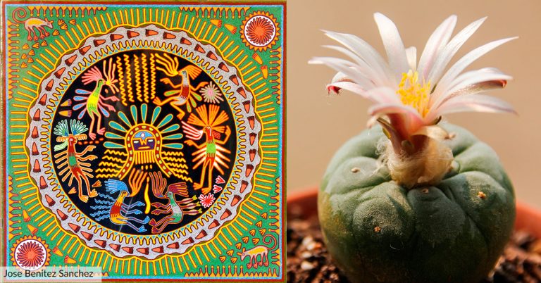 Drinking Peyote