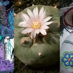 Peyote Culture