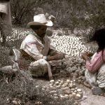 Huichols drying peyote