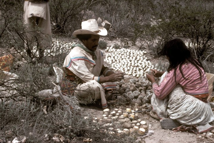 Huichols drying peyote to be used as medicine.