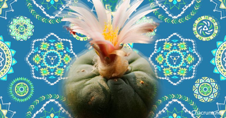 Peyote Medicine