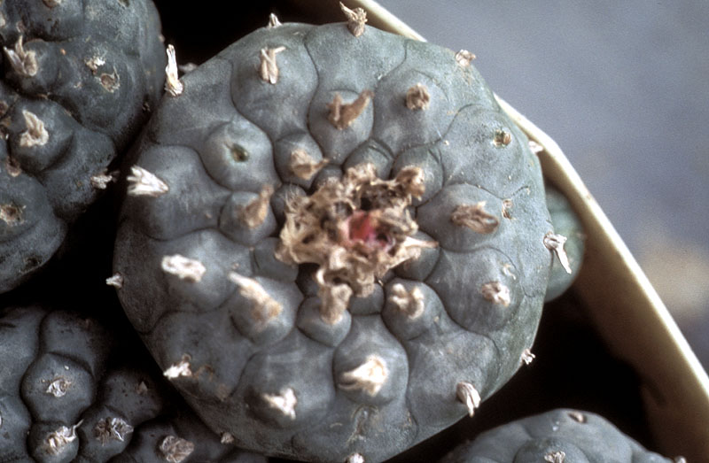 Peyote - South Texas. This peyote will be used for plant medicine.