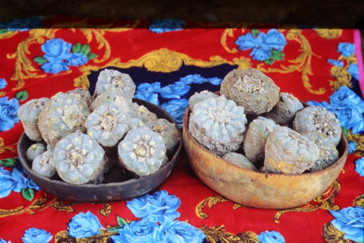 Peyote from Wirikuta in Huichol votive bowls. 
