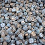 Peyote harvested for sale South Texas