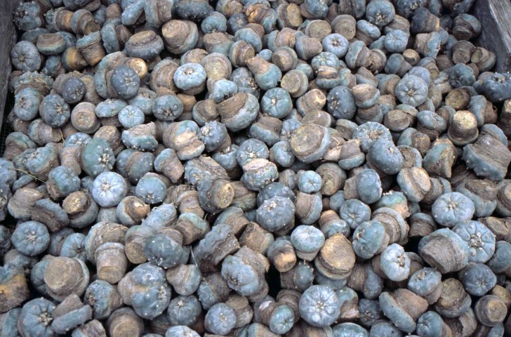 Peyote harvested for medicine for sale in South Texas. 