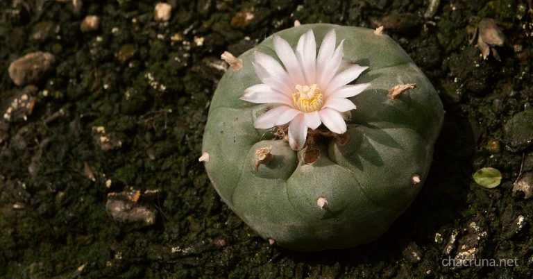 Sacred Peyote