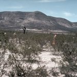 Wirikuta Huichols hunting peyote