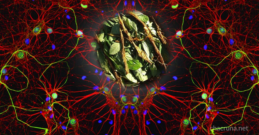 Ayahuasca brain cells