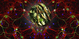 What Happens to Your Brain Cells After They Meet Ayahuasca? Ayahuasca brain cells