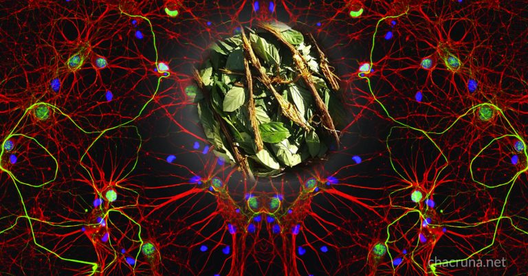 Ayahuasca brain cells