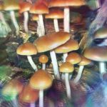 Psychedelic Mushrooms