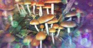 Psychedelic Mushrooms