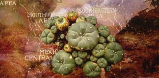 Why Are Some Drugs Legal, and Others Illegal?