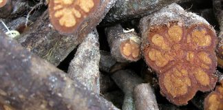 Getting at the Root of Ayahuasca’s Therapeutic Potential