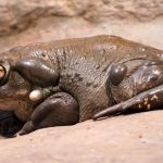 Colorado Toad (Bufo Alvarius)