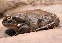 Controversies Around the Toad Medicine