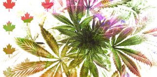 Can Medical Cannabis Play a Harm Reduction Role in the Opioid Overdose Crisis?