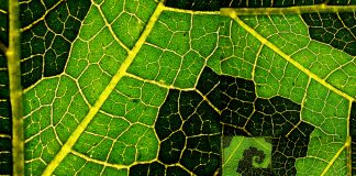 6 Ways Ayahuasca Works like a Good Trauma Therapist