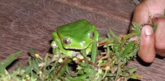 New Urban Practices Around Kambô