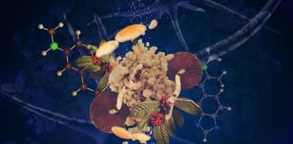 Do Psychedelics Have the Power to Change Minds?