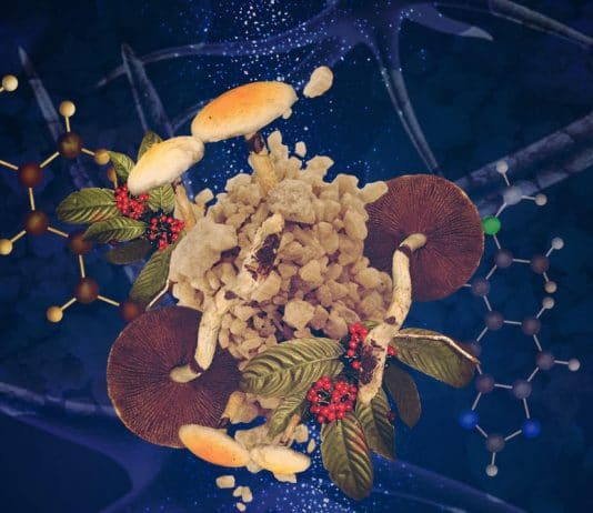 Do Psychedelics Have the Power to Change Minds?