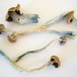 Dried Psilocybe cubensis mushroom, photo by Erik Fenderson, via Wikimedia Commons