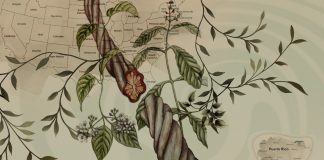 The Island: Recovering Self, Culture and Place through Plant Medicine