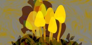 Changing the Psychedelic Political Narrative at the Local Level: Denver 2019