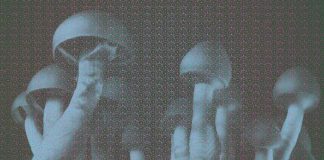 It’s Time to Enthusiastically Celebrate Denver’s Historic Victory to Decriminalize Psilocybin Mushrooms