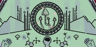 Denver Decriminalized Mushrooms in Historic Vote