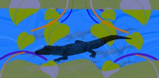 Ayahuasca and Dreaming