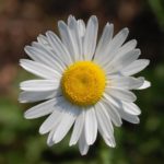 Leucanthemum_vulgare_Filigran