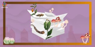 The Next Psychedelic Frontier in Oakland: City-Certified Ceremonies