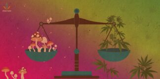 Cannabis and Psychedelics: Vote and Change the Laws!