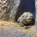 bufo alvarius